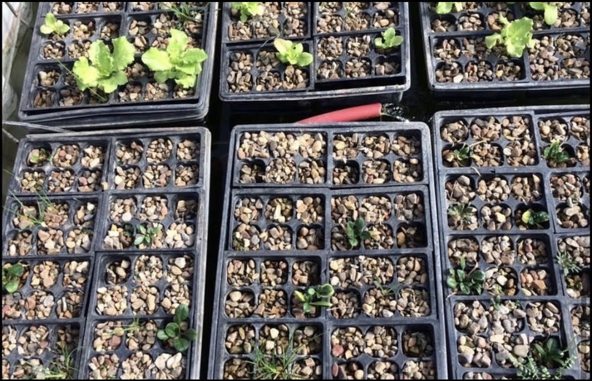 Seedlings grown in aquaponics media beds
