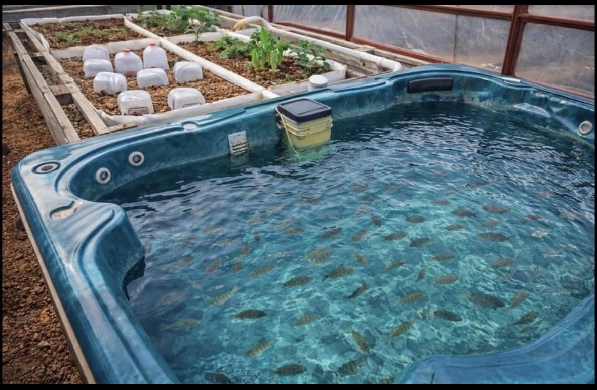Aquaponics fish tank feeding garden beds
