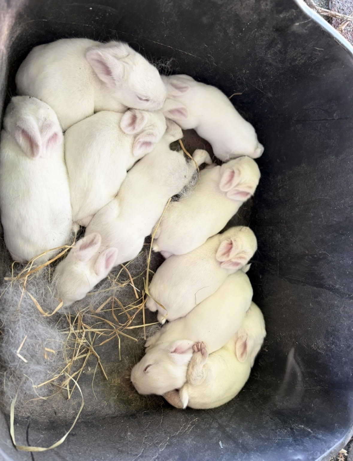 Litter of newborn baby rabbits in nest box