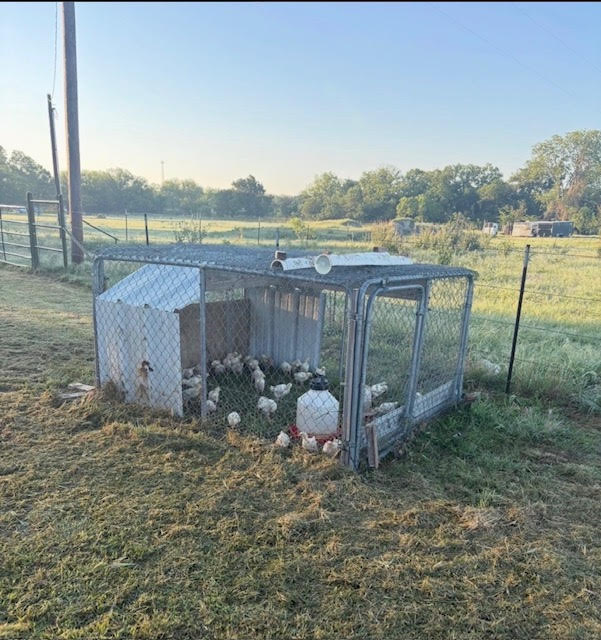 Field pen for meat chickens