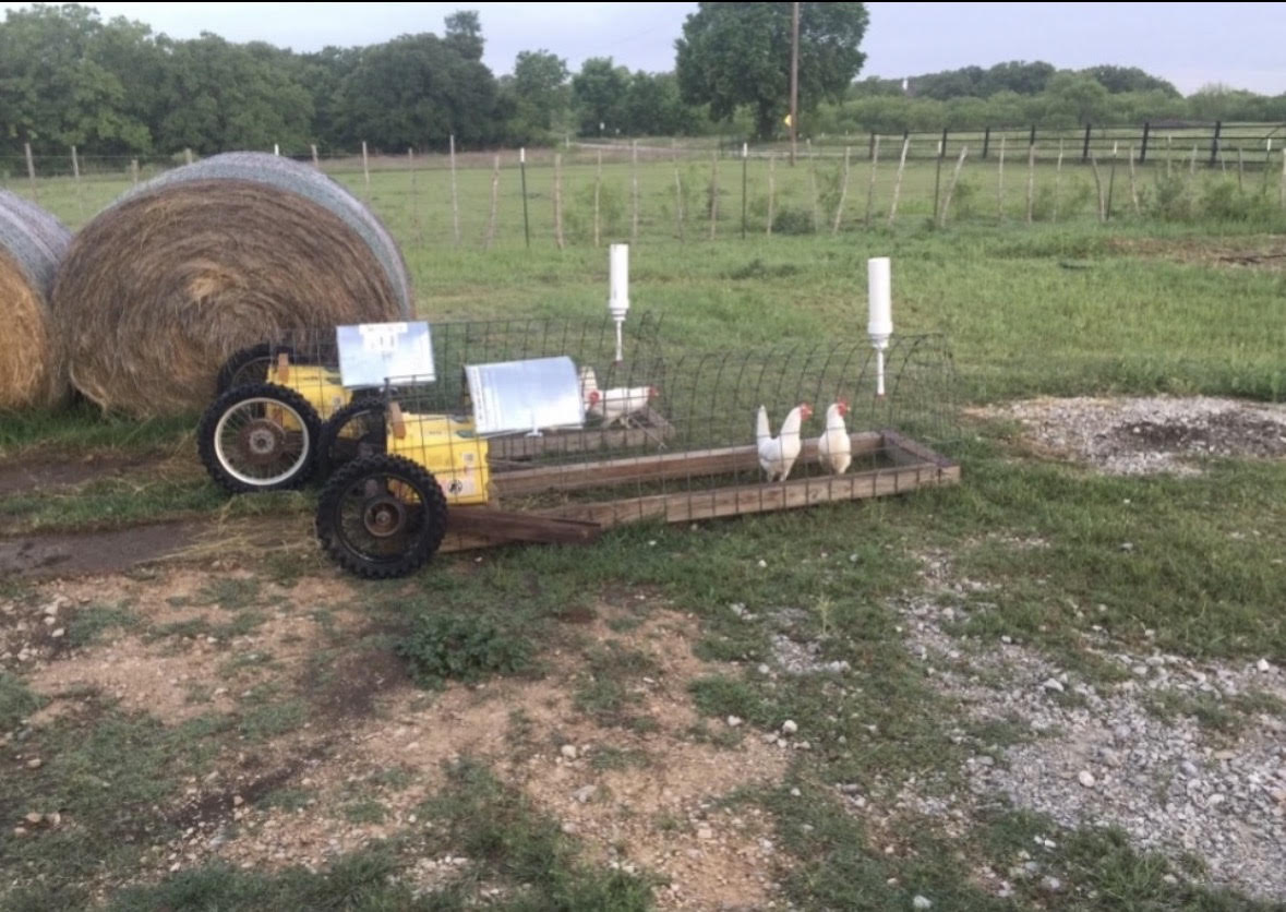 Mobile meat-chicken trailer on pasture