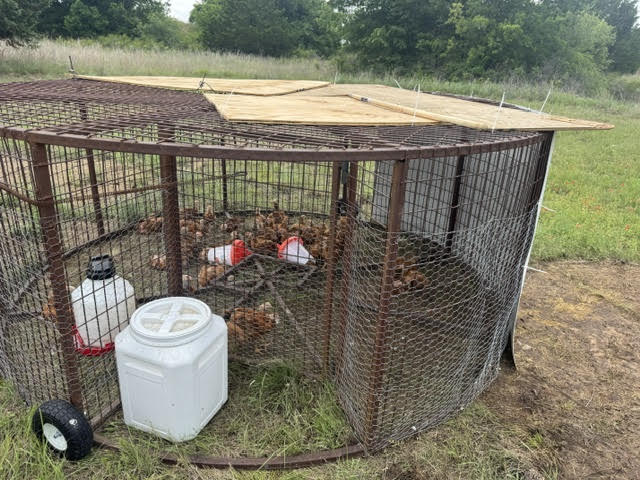 Circular mobile chicken wagon on pasture