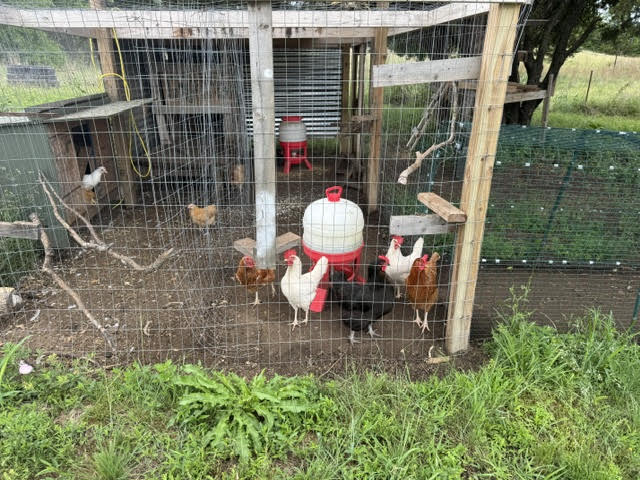 Egg-laying chicken coop and run