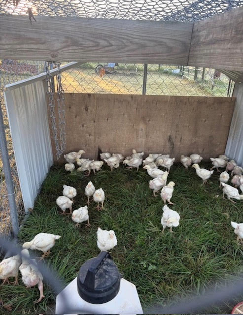Meat chickens raised on grass