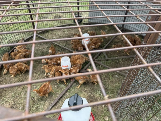 Red meat chickens in a field pen