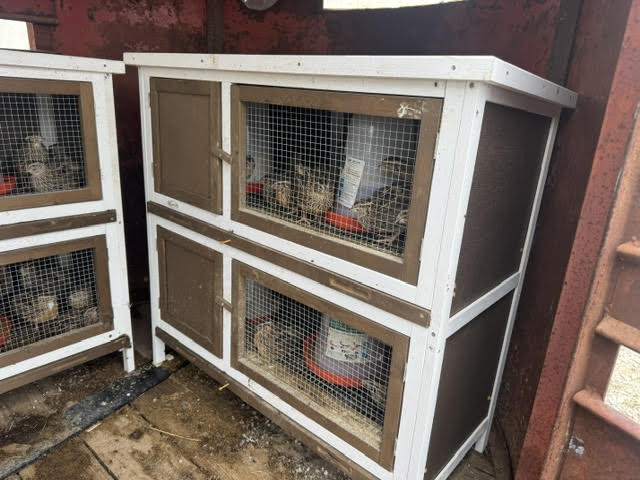 Quail cages housing breeding birds