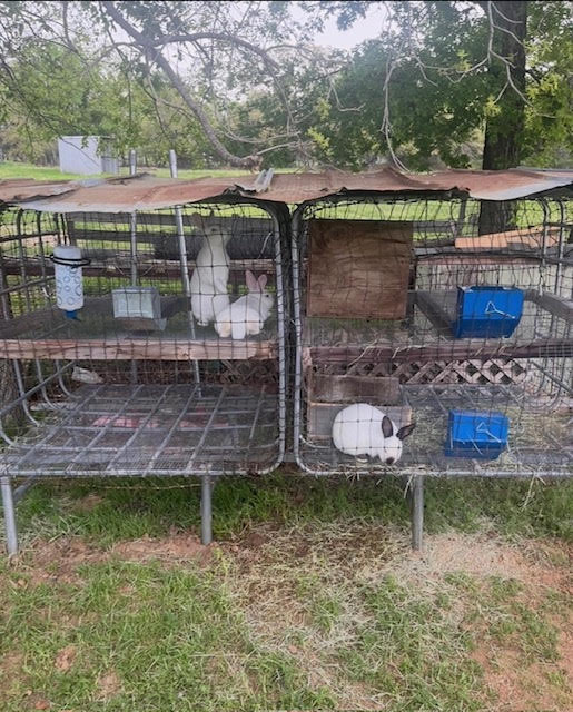 Close-up of stacked rabbit breeding cages