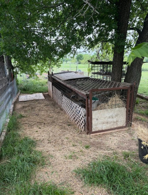 Outdoor rabbit pen under shade trees