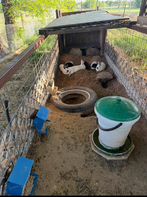 Rabbits resting in a covered ground pen